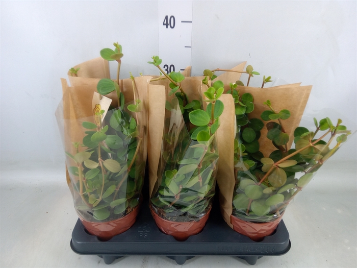 <h4>Peperomia tetraphylla 'Hope'</h4>