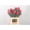 Protea Venus