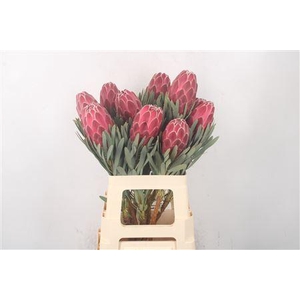 Protea Venus