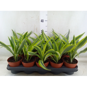 Dracaena fr de 'LemonLime'