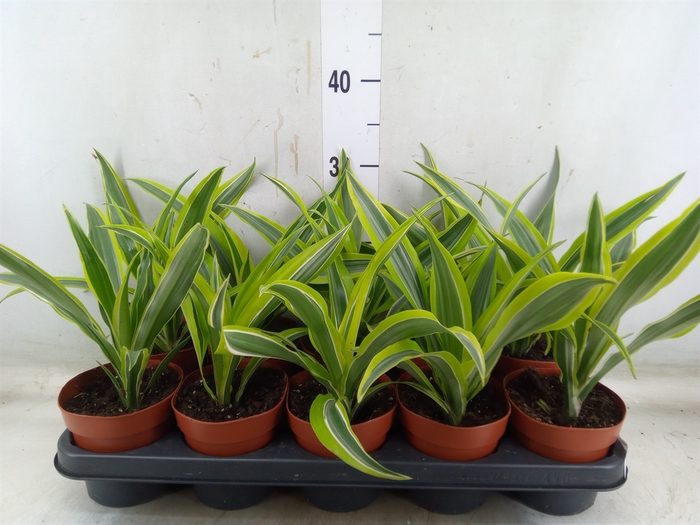 <h4>Dracaena fr de 'LemonLime'</h4>