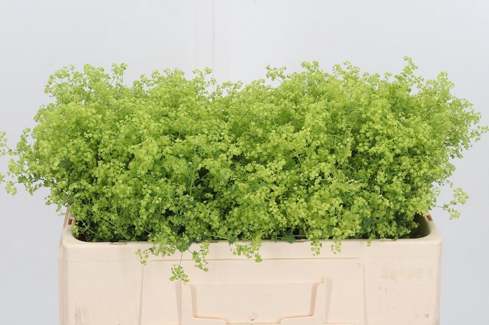 <h4>Alchimella Robusta</h4>