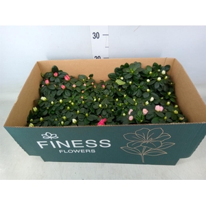 Rhododendron sim. 'Hellmut V' .mix