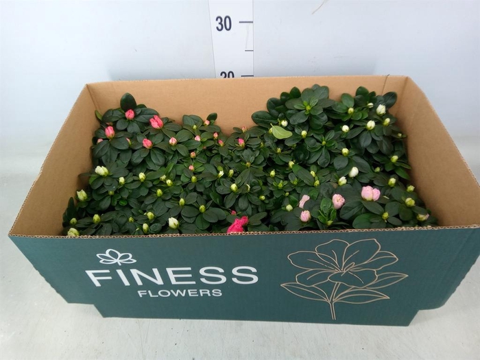 <h4>Rhododendron sim. 'Hellmut V' .mix</h4>