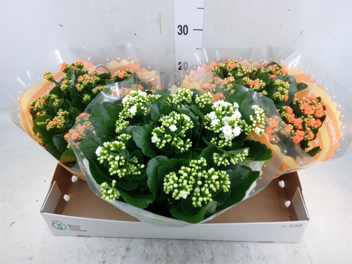 <h4>Kalanchoe blos.   ..rosebud mix  3</h4>