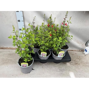 SALVIA MICROPHYLLA