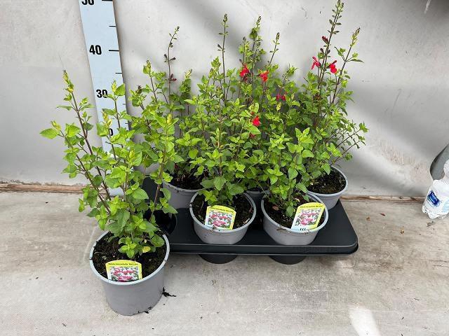 <h4>SALVIA MICROPHYLLA</h4>