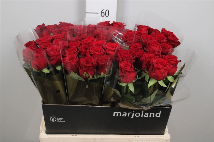 <h4>R Gr Red Naomi!</h4>