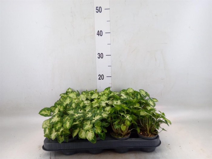 <h4>Syngonium  'Pixie'</h4>