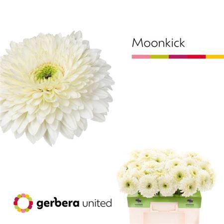 <h4>Ge Gr Pom Terra Moon Kick</h4>