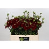 Dahlia Red Cap
