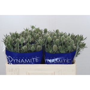 Eryngium Silver Dynamite