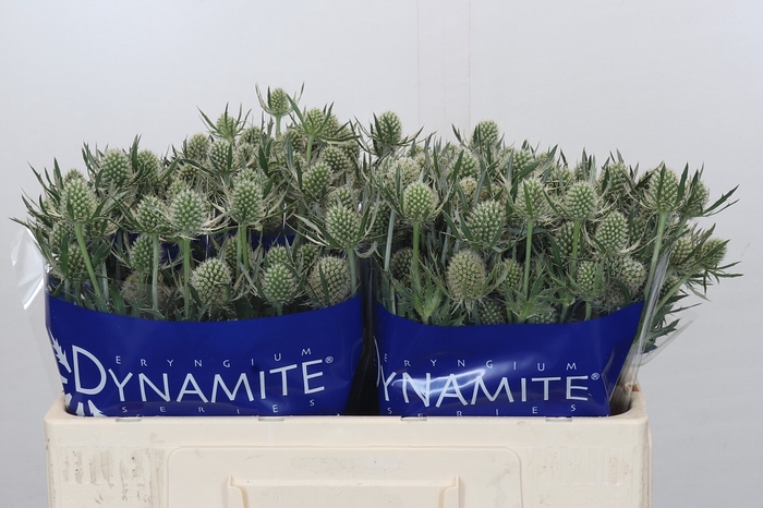 Eryngium Silver Dynamite