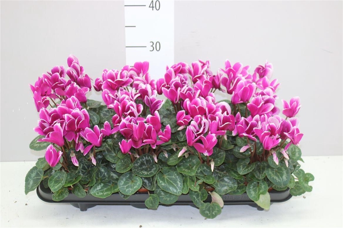 <h4>Cyclamen Kl Goblet Shine</h4>