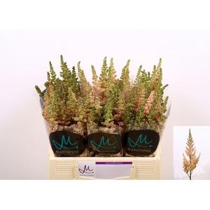 ASTIL VISION INFERNO