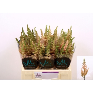 ASTIL VISION INFERNO