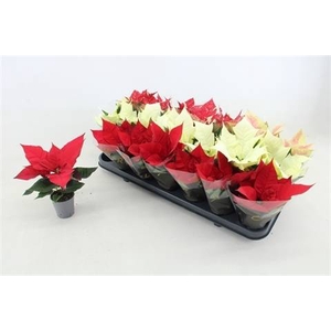 EUPH POINSETTIA MIX P6