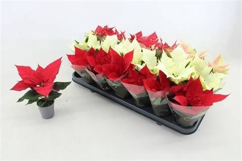 <h4>EUPH POINSETTIA MIX P6</h4>