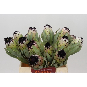 PROTEA MAG NIOBE
