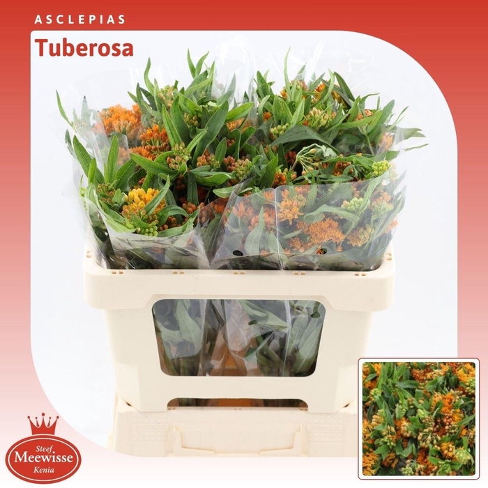 <h4>Asclepias Tuberosa</h4>