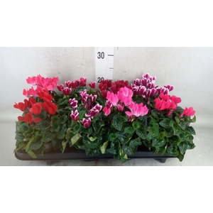 Cyclamen KL 'Carino'