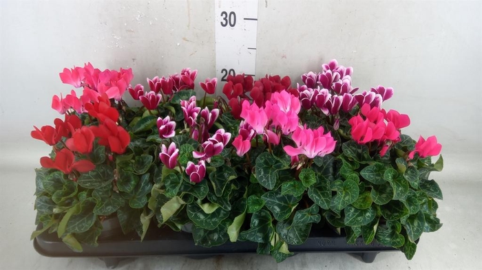 <h4>Cyclamen KL 'Carino'</h4>