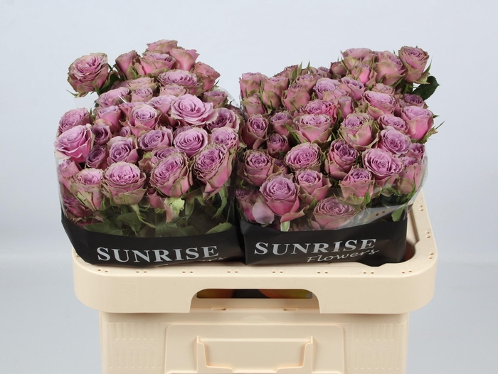 <h4>R TR PURPLE SKY</h4>