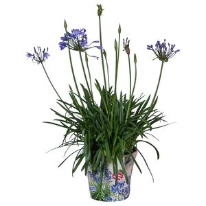 Nolina Agapanthus Ø 24 cm. Summer LoveTM Blue in box