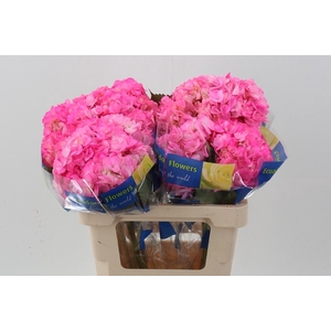 Hydr CandyPink Sel