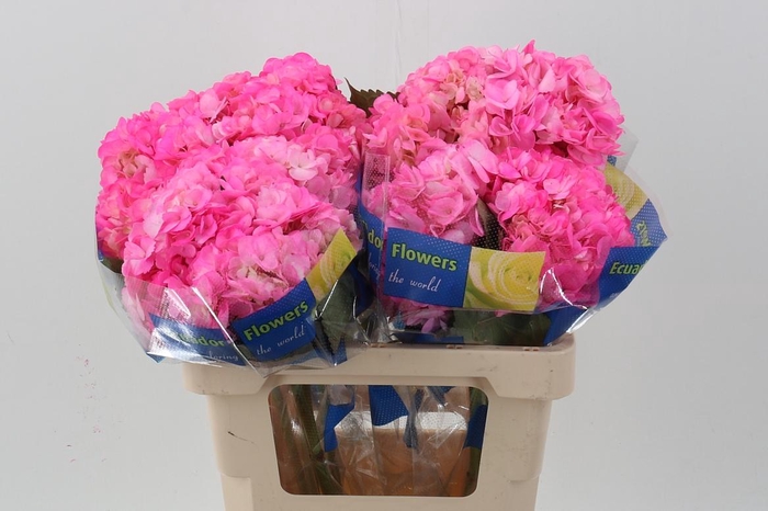<h4>Hydr CandyPink Sel</h4>