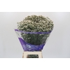 Limonium sinensis White Diamond