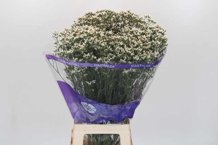 Limonium sinensis White Diamond