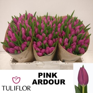 TU EN PINK ARDOUR