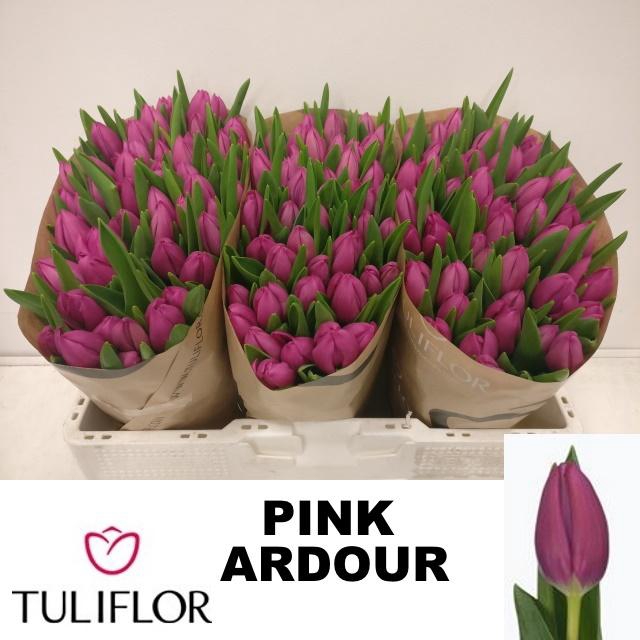 <h4>TU EN PINK ARDOUR</h4>
