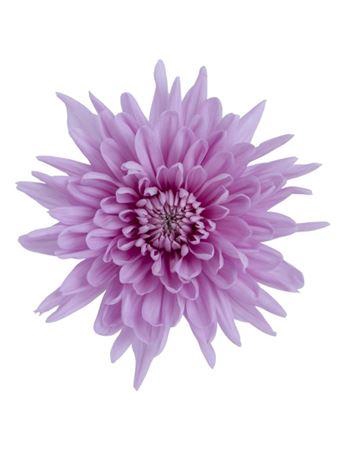 <h4>Chrys Primavera</h4>