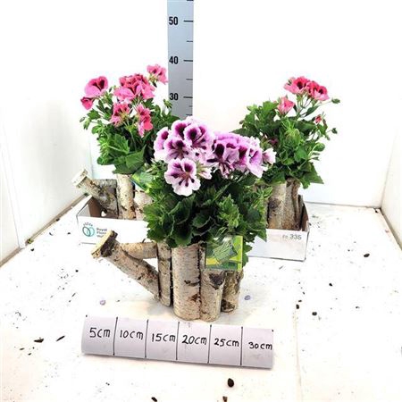 <h4>Arr Tuinplanten</h4>