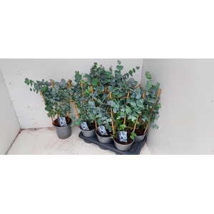 EUCAL CINEREA