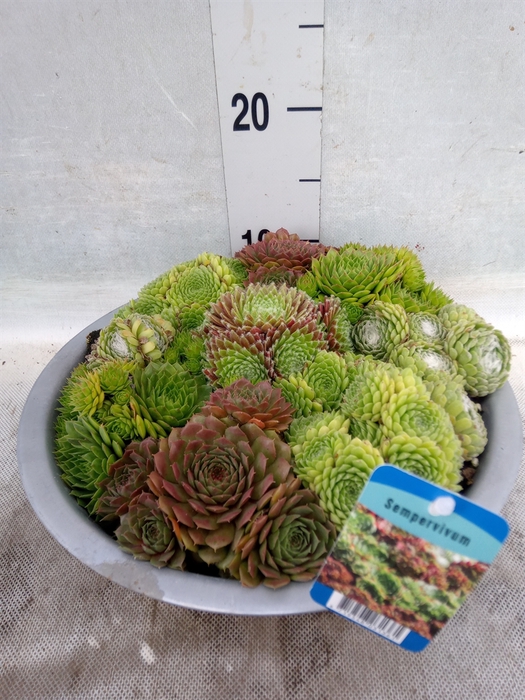 <h4>Sempervivum   ...</h4>