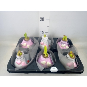 Hippeastrum   ...waxed