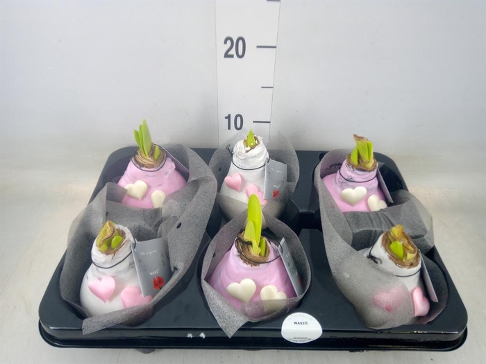 <h4>Hippeastrum   ...waxed</h4>