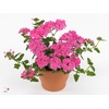 VERBE VEN NEON PINK