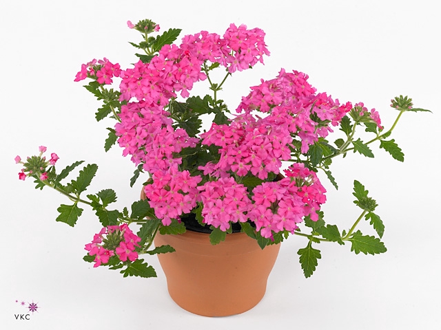 VERBE VEN NEON PINK