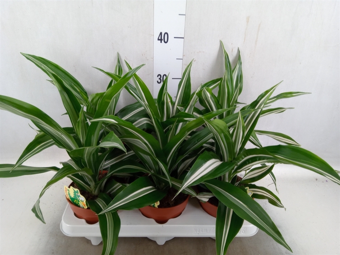 <h4>Dracaena fr de 'White Green'</h4>