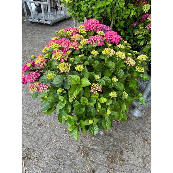 <h4>hydrangea macrophylla p40 / 25 ltr XXL donkerroze 80-100 cm</h4>