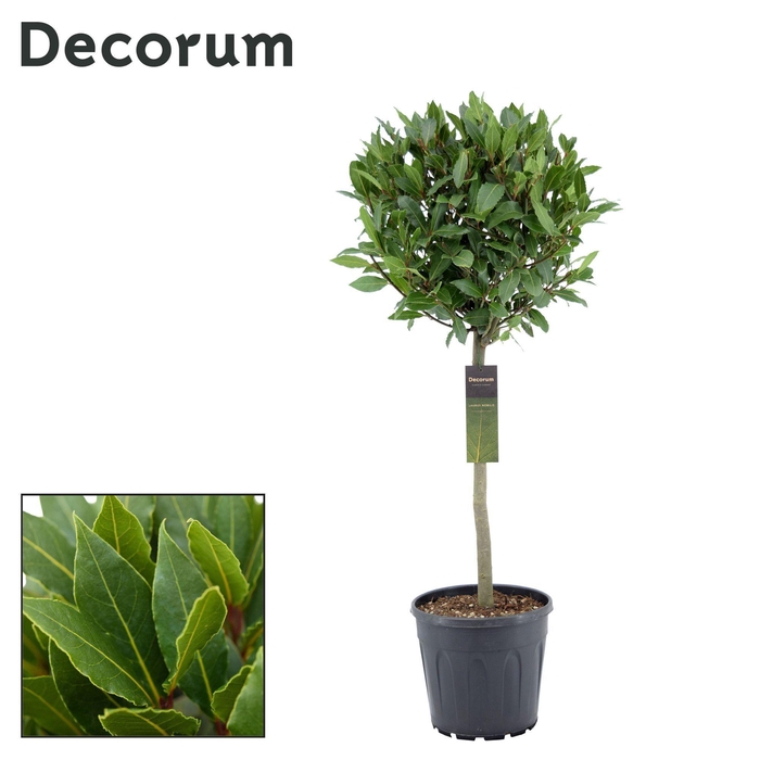 <h4>Laurus nobilis Bol op stam</h4>