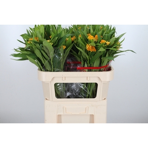 Asclepias Inc. Overig