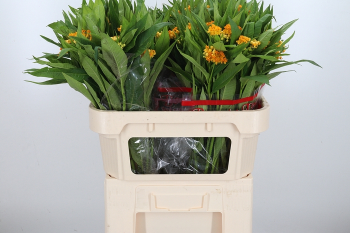 <h4>Asclepias Inc. Overig</h4>