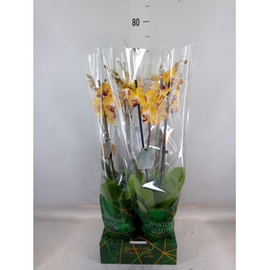 Phalaenopsis   ...