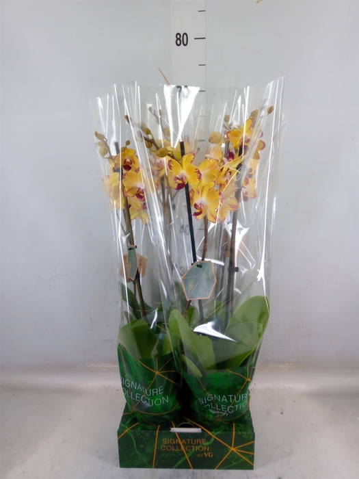 <h4>Phalaenopsis   ...</h4>