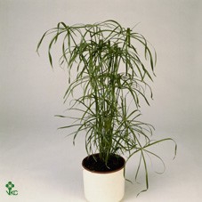 .Cyperus alternifolius